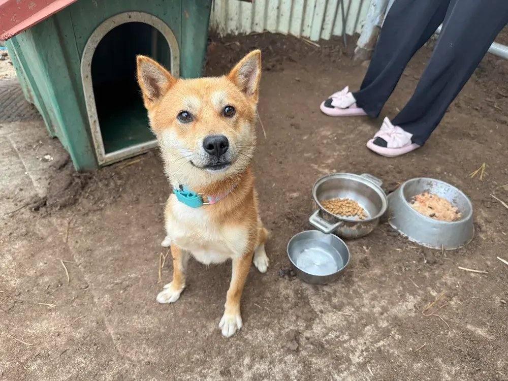 뽀삐