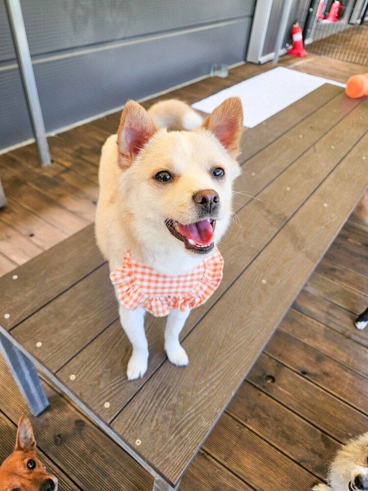 연아