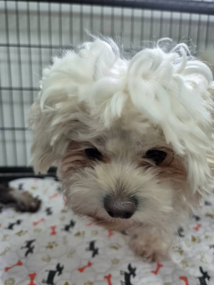 빛나
