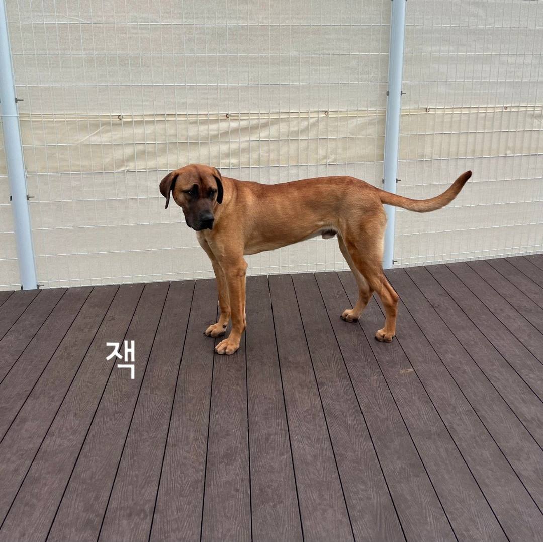 잭