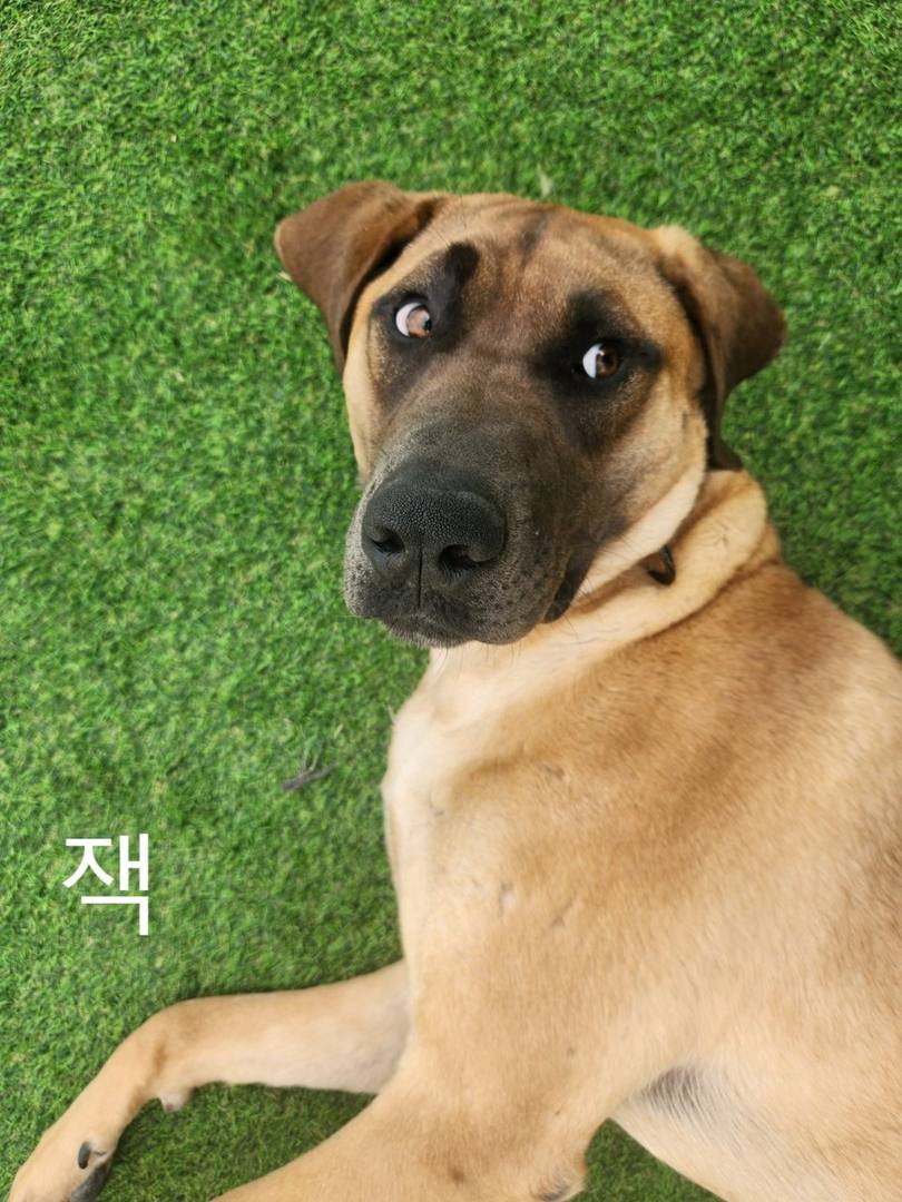 잭