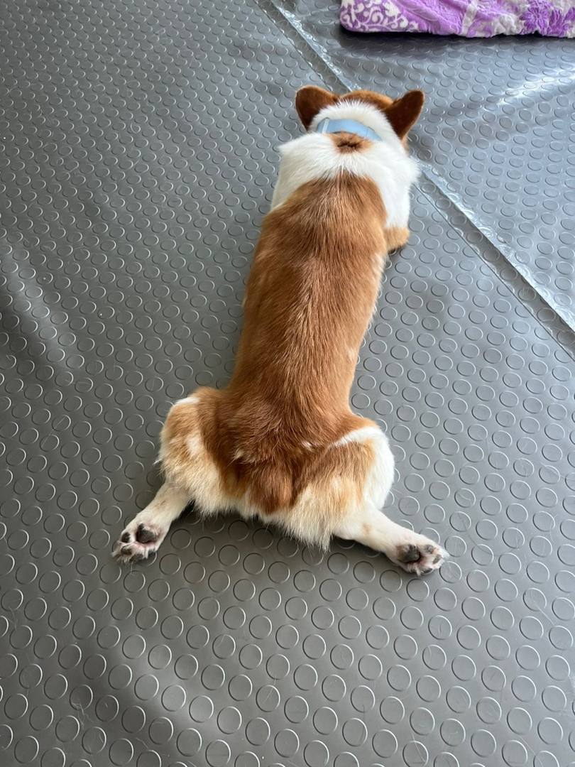 자넷