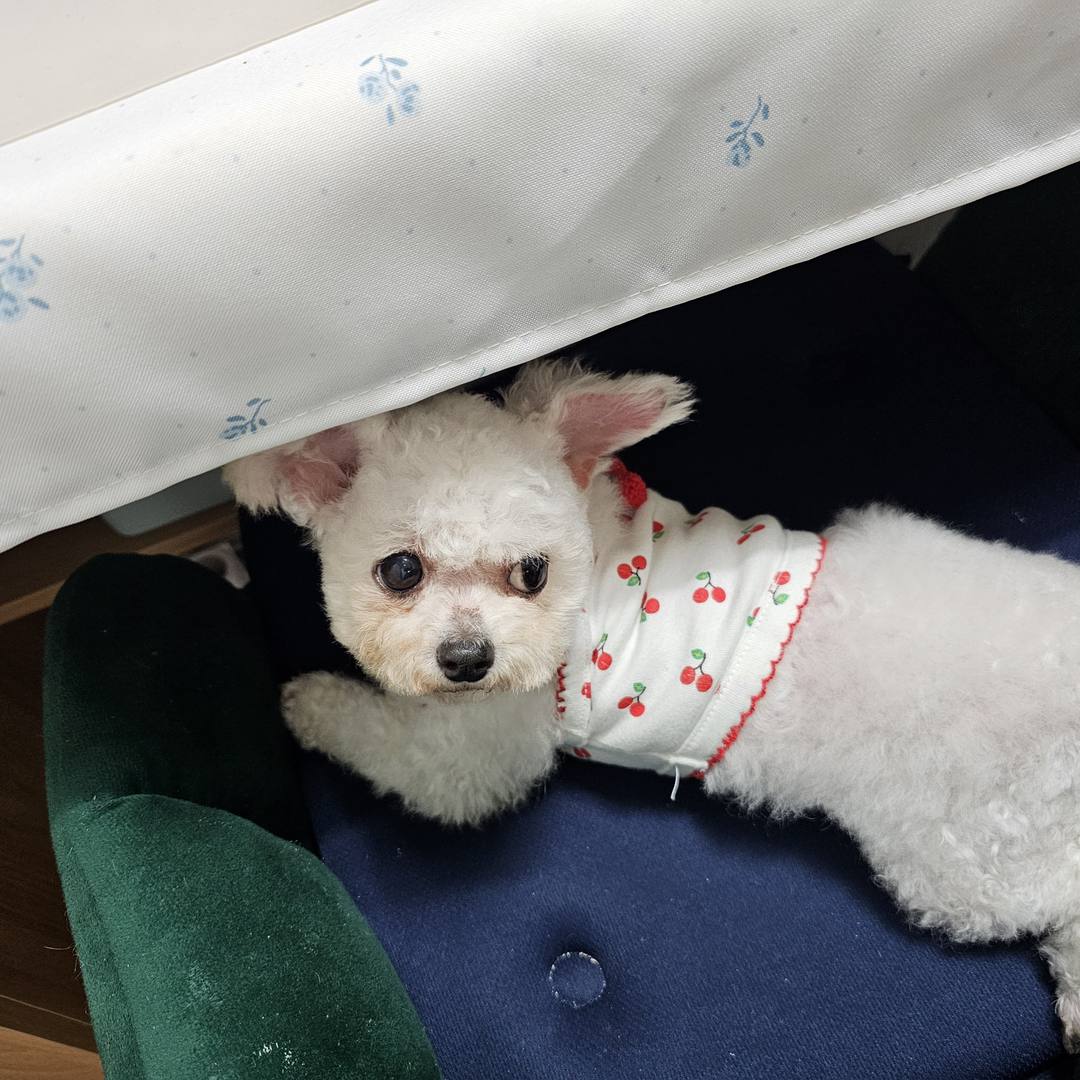쥬디