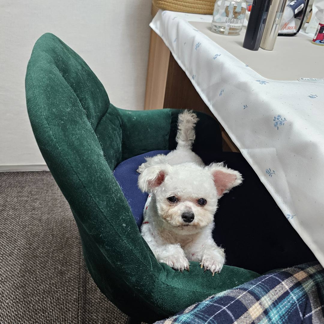 쥬디