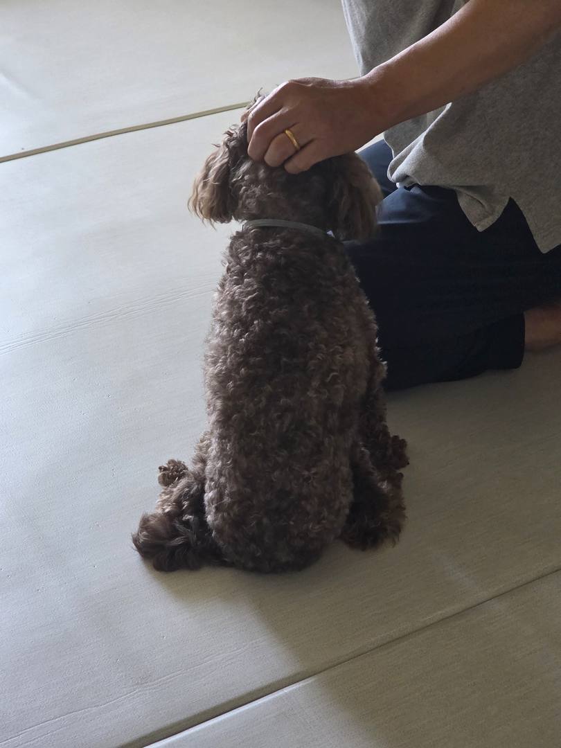 부안) 담이