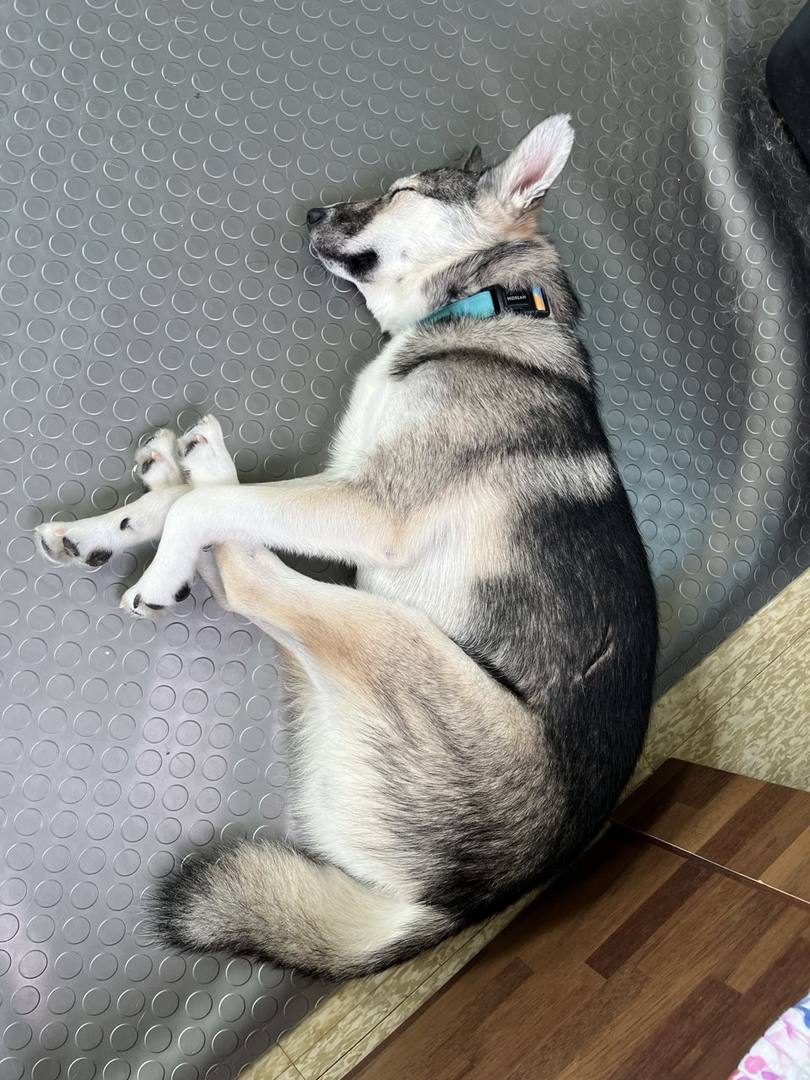 해피