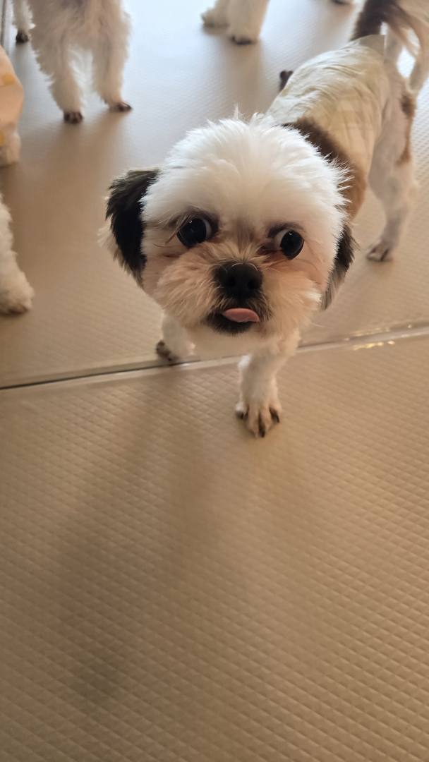 슈가