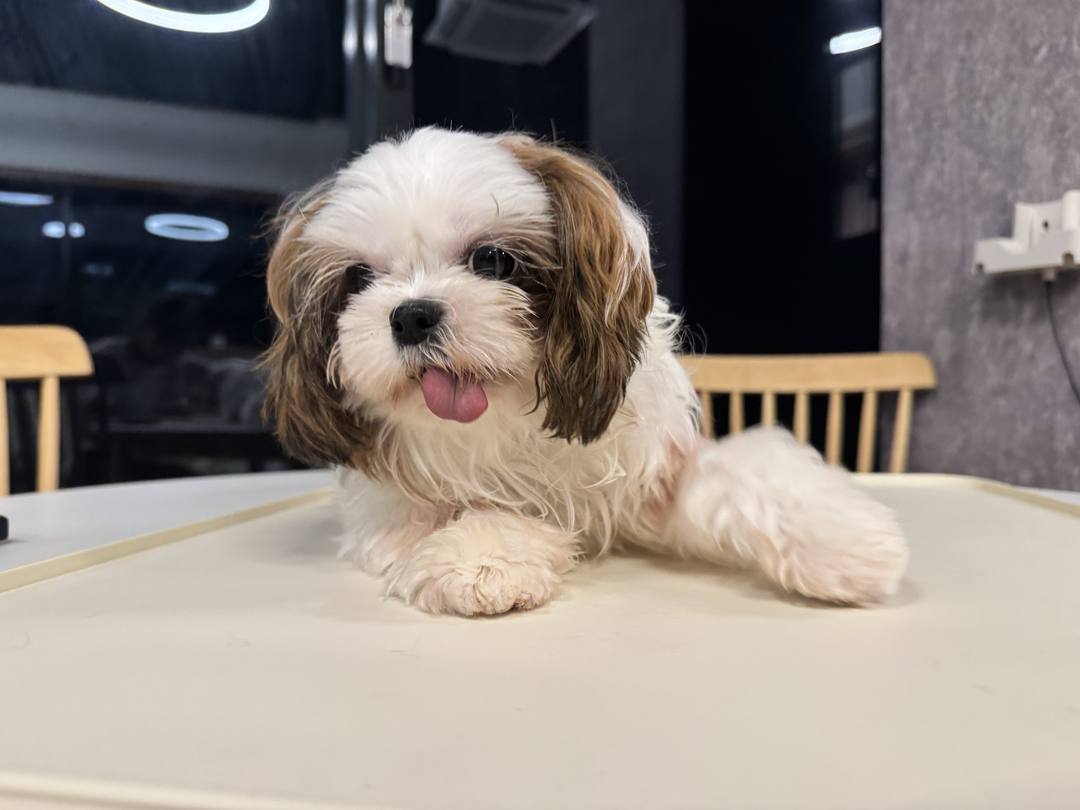 동백