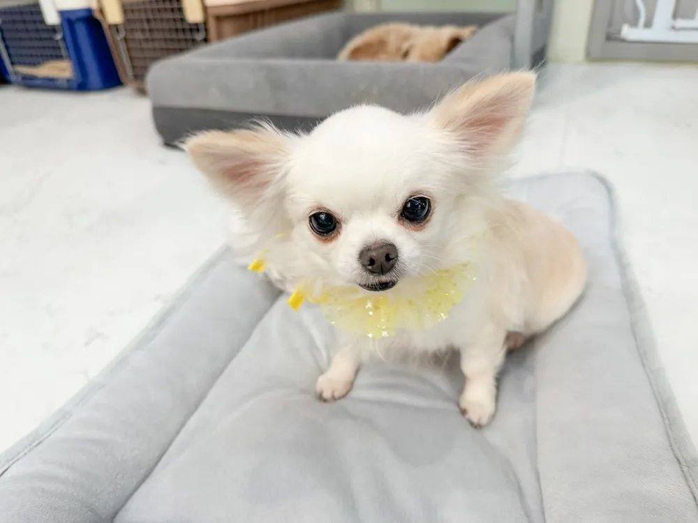 은비