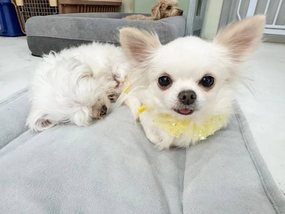 은비