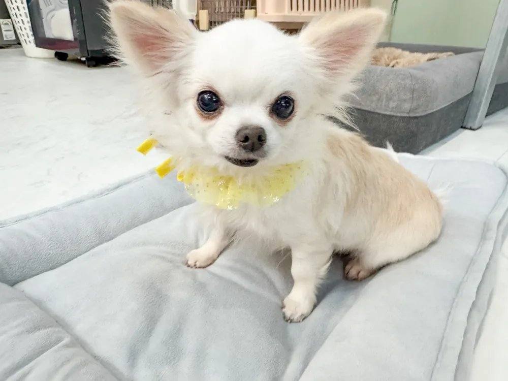은비
