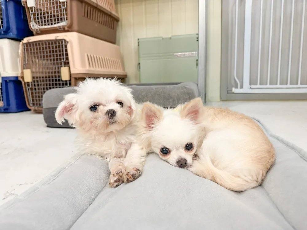 은비
