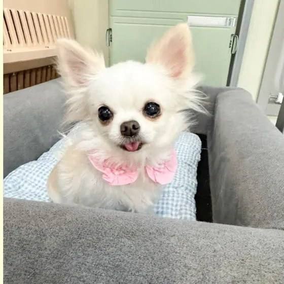 은비