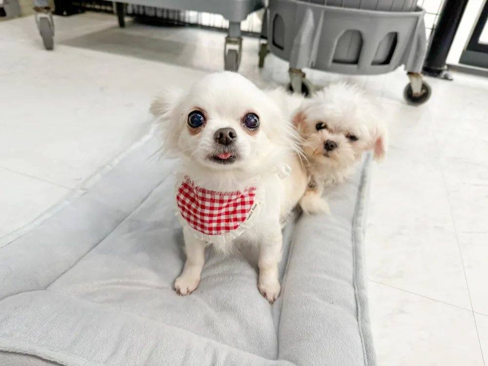 은비