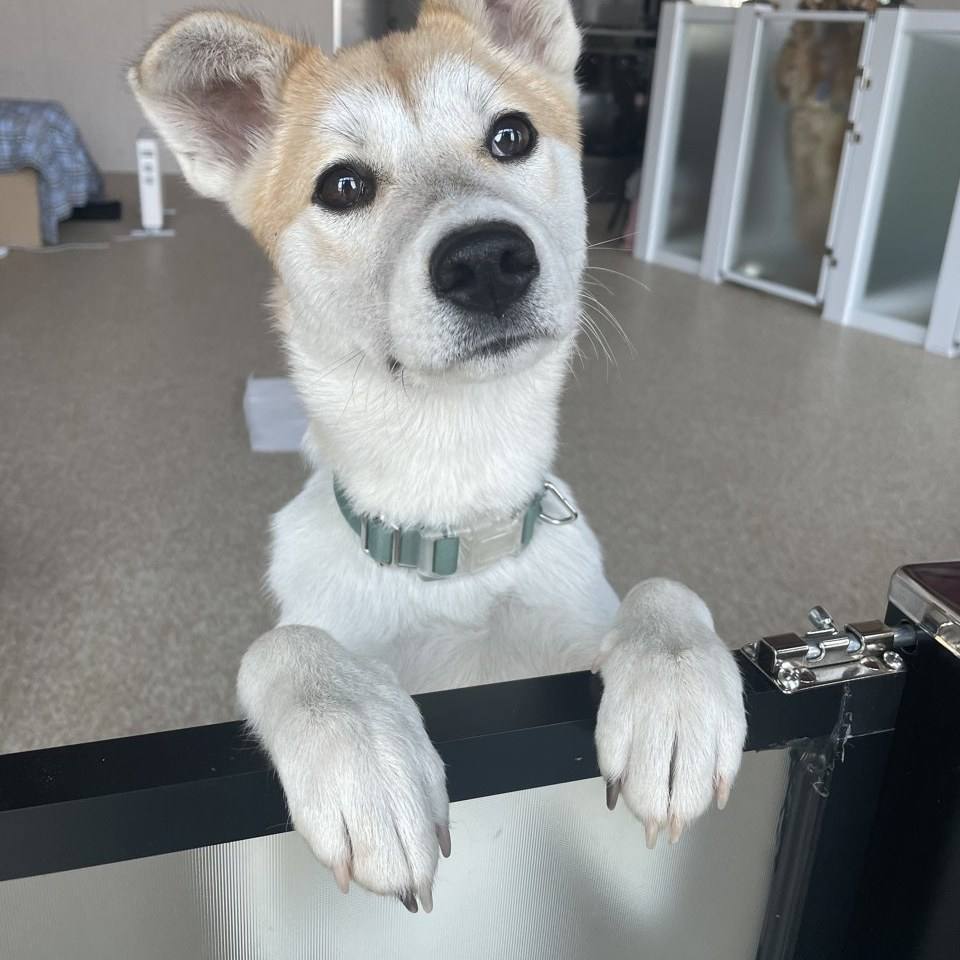 강이