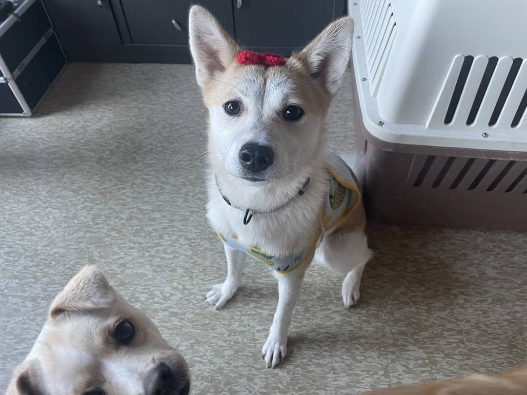 강이