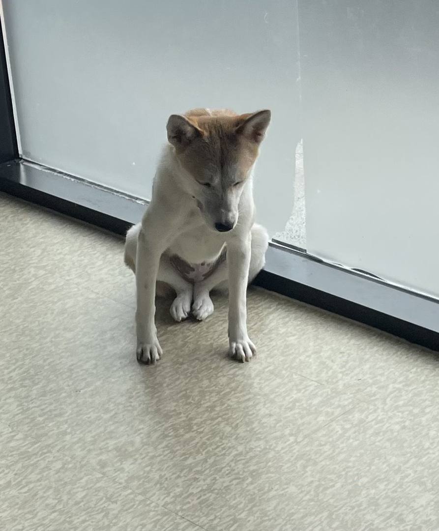 강이