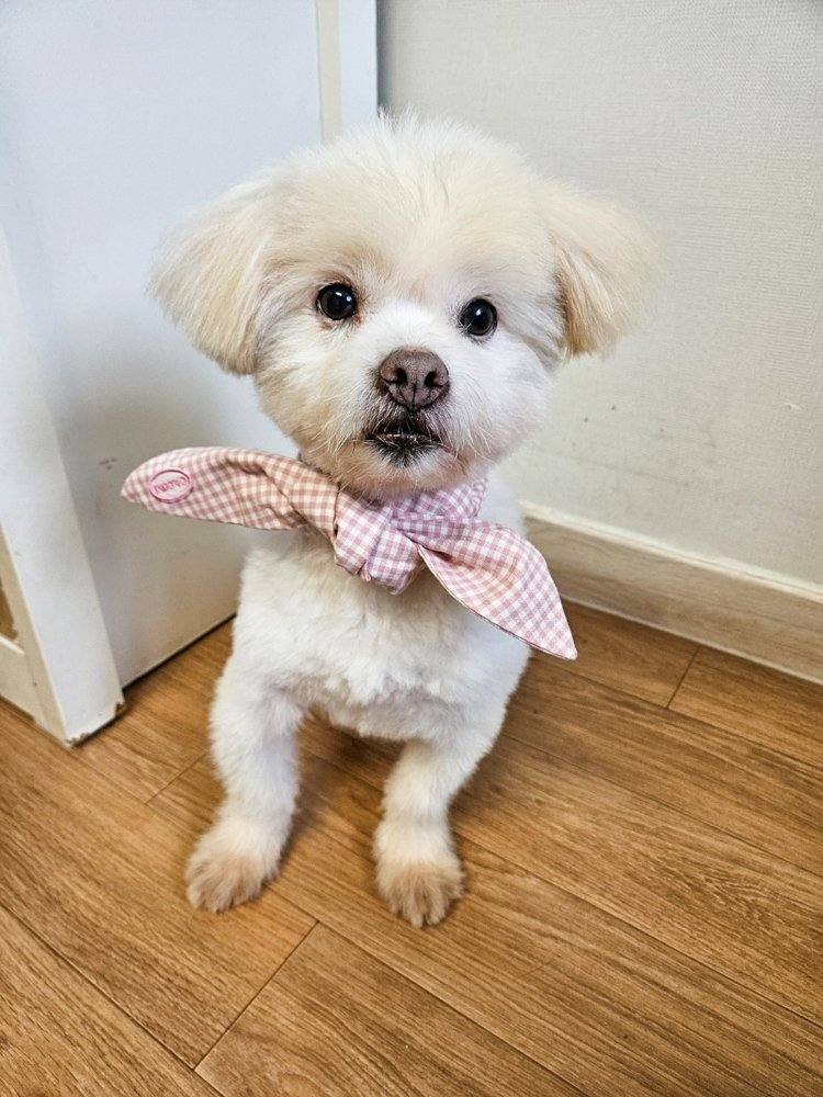 니노