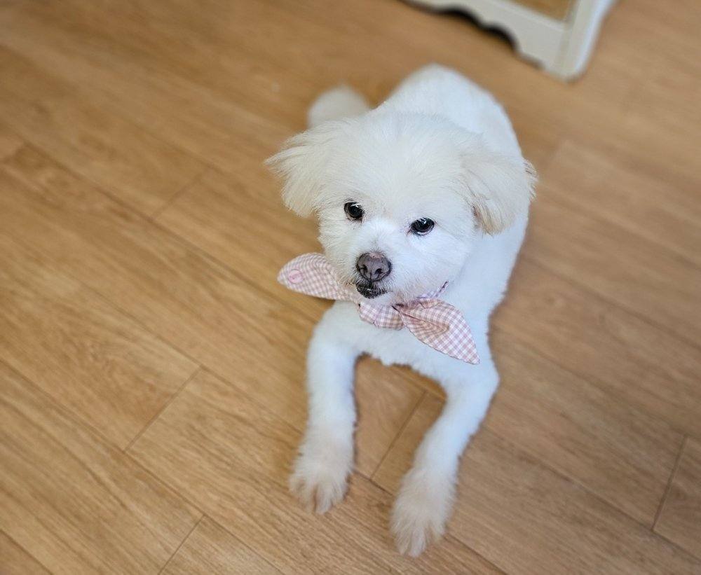니노