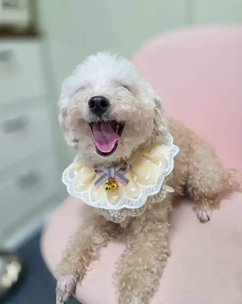 은비
