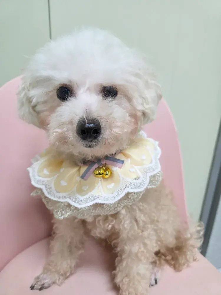 은비