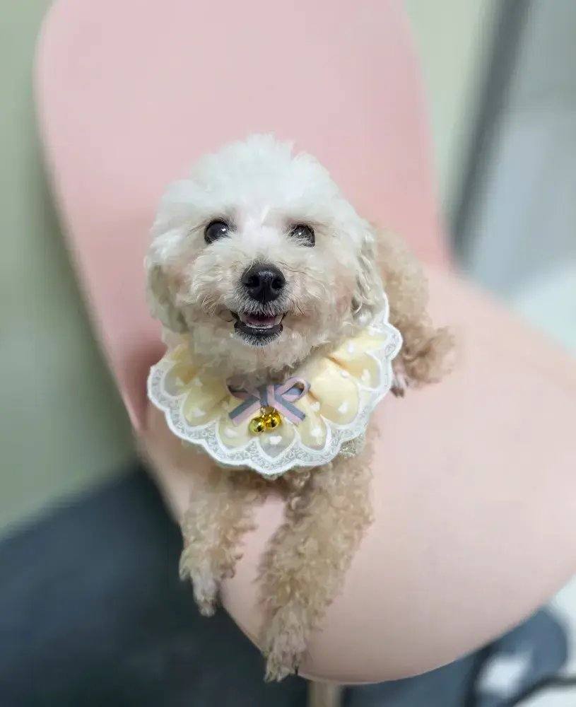 은비