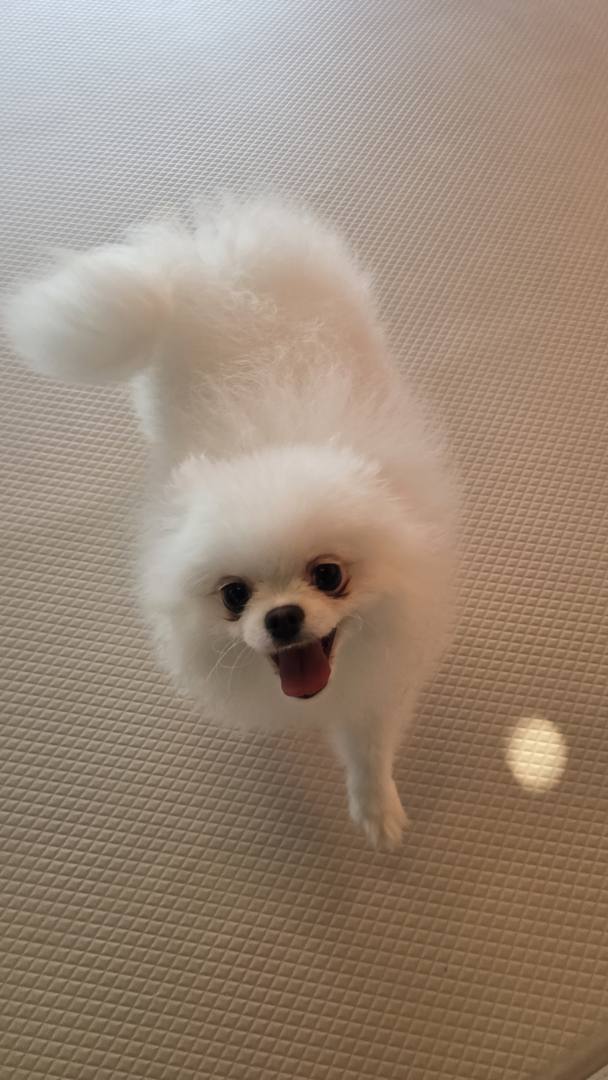 자스민