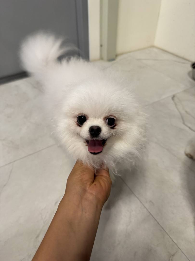 자스민