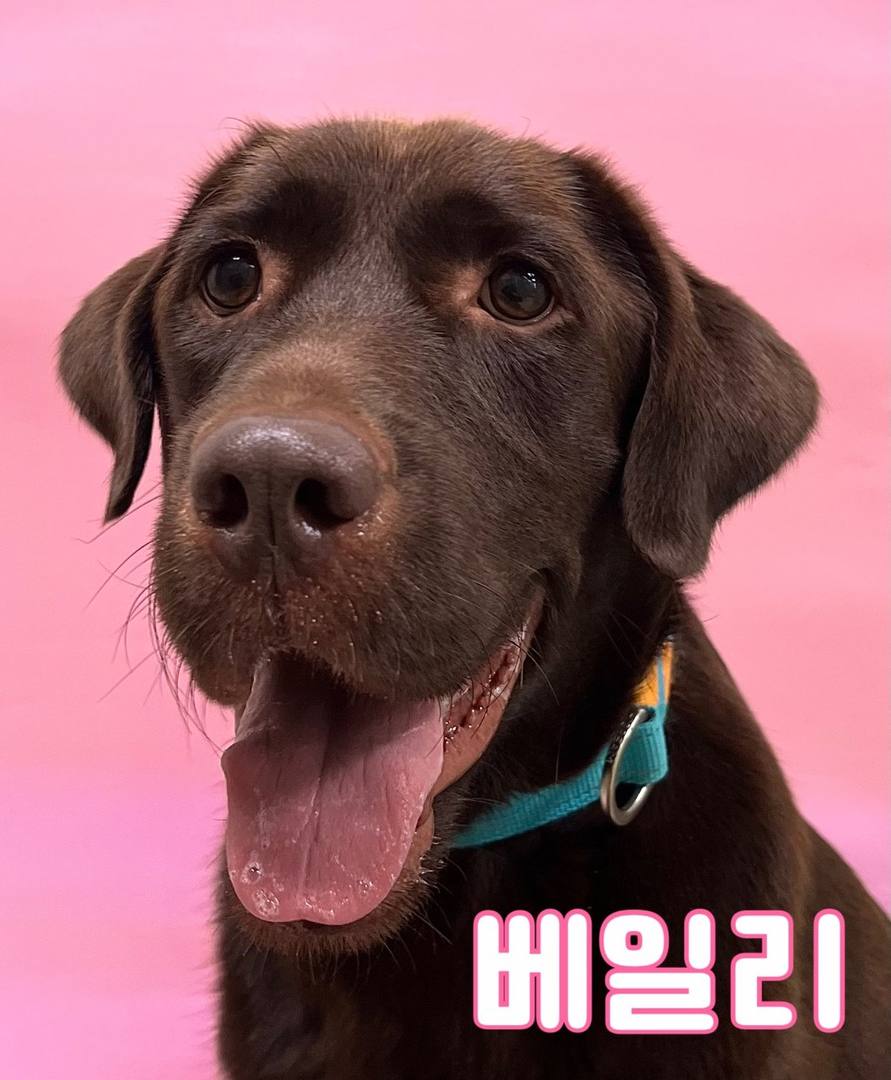 베일리