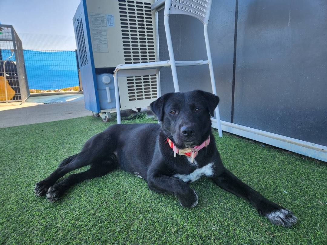 베네타