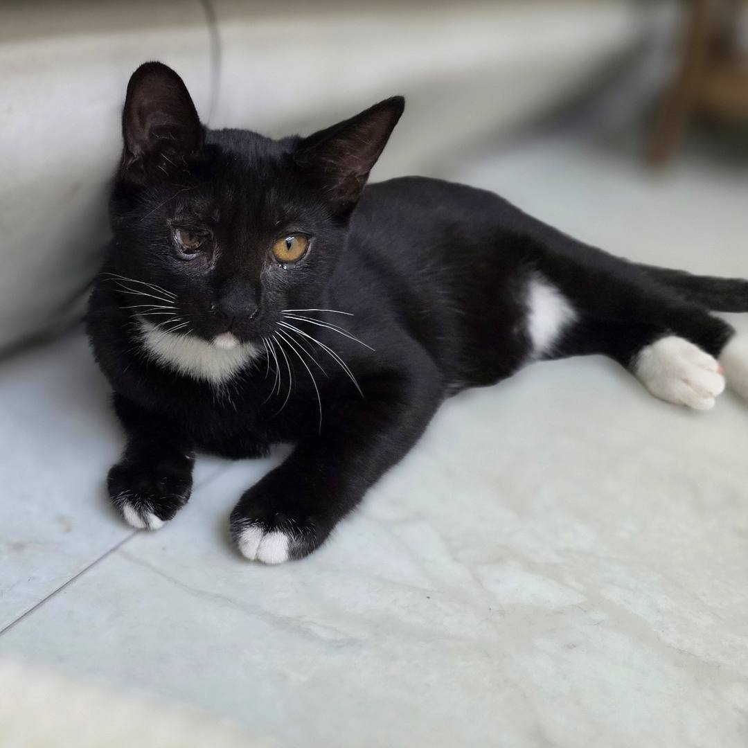 콩콩(고양이)