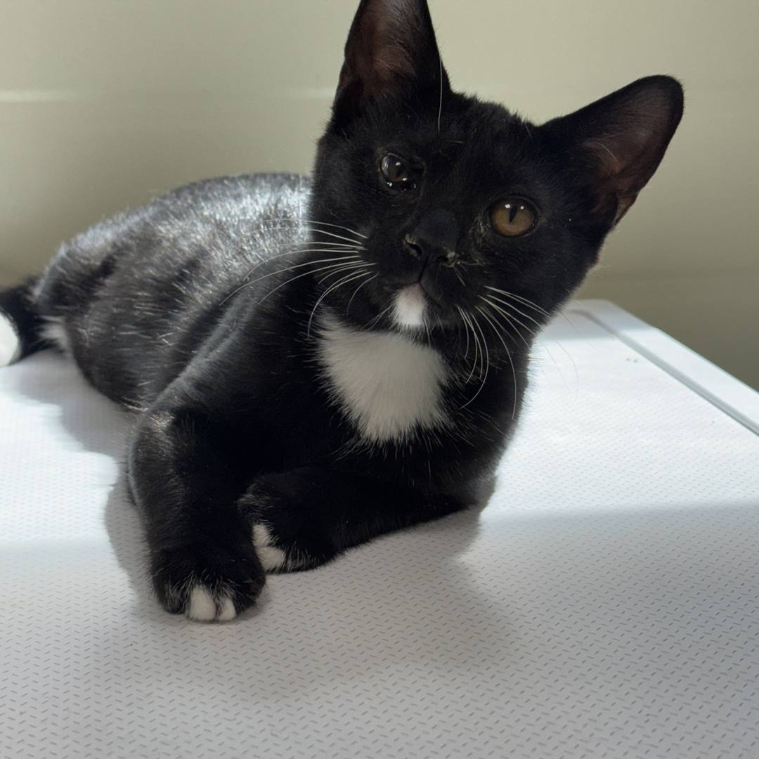 콩콩(고양이)
