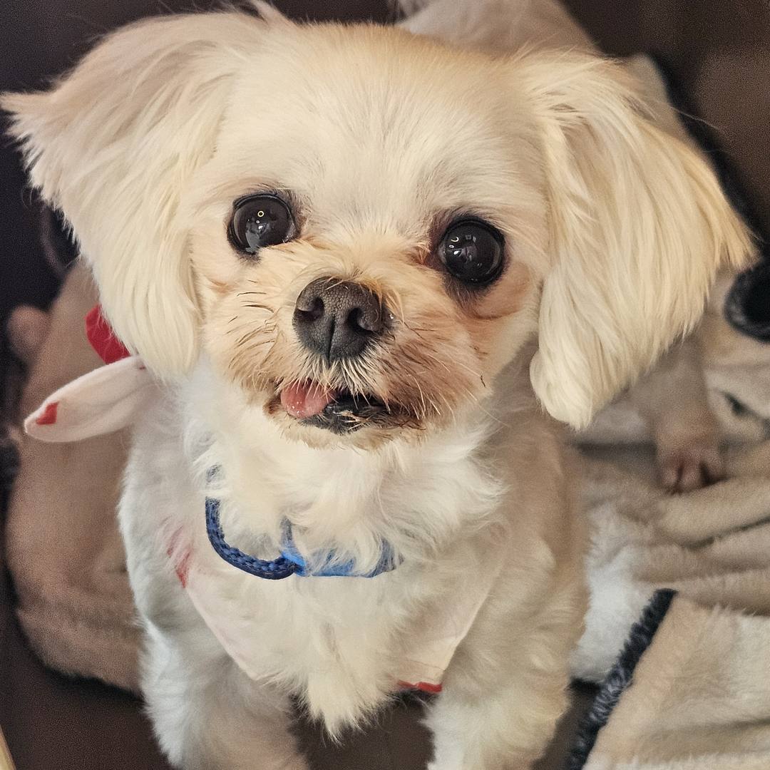 깻잎