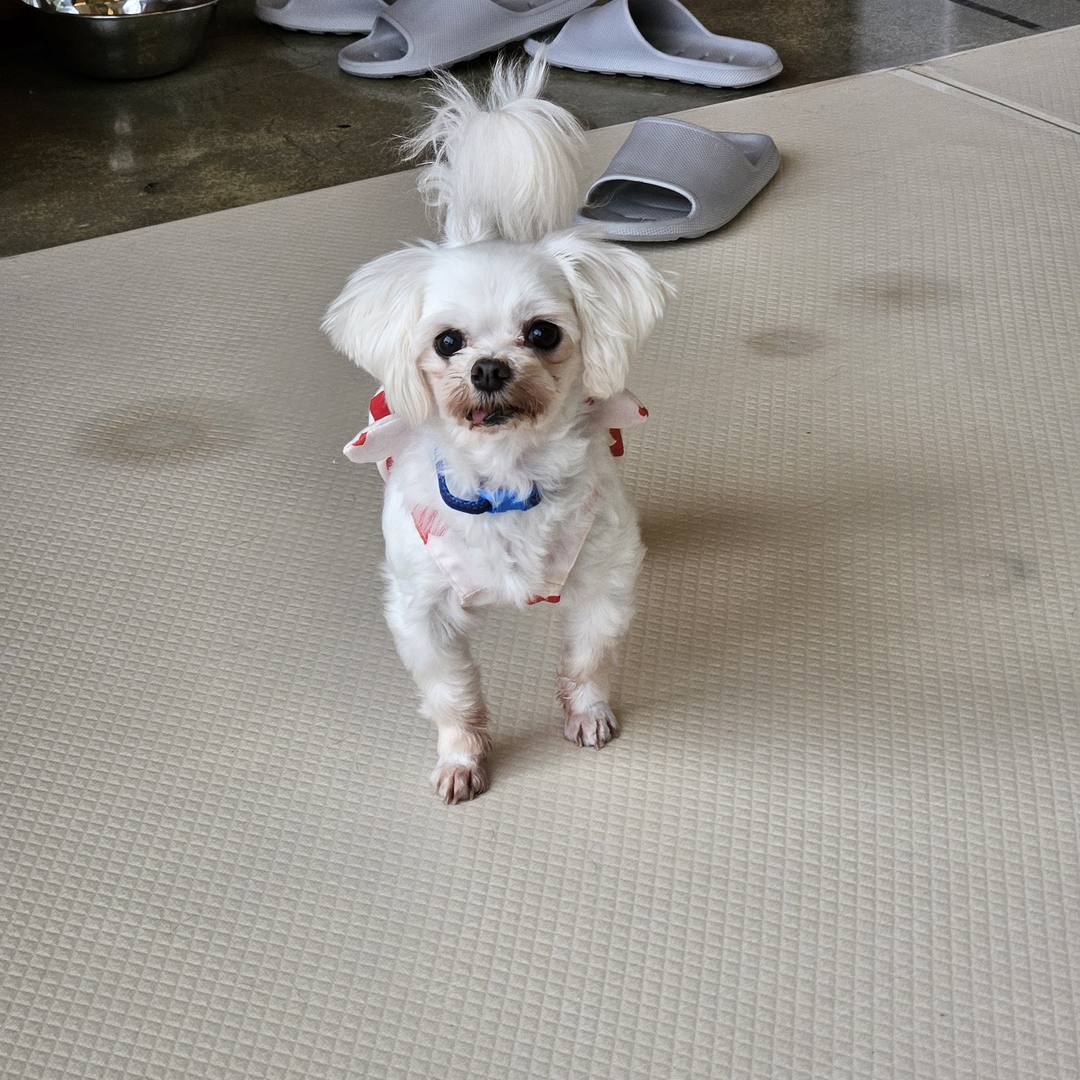 깻잎