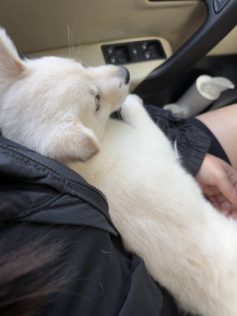 달콩이