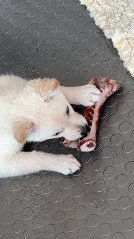 달콩이