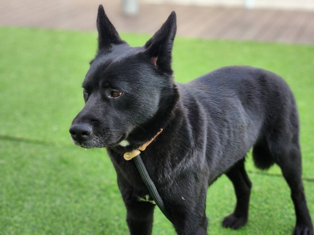프레드
