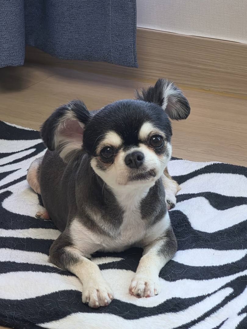 후추