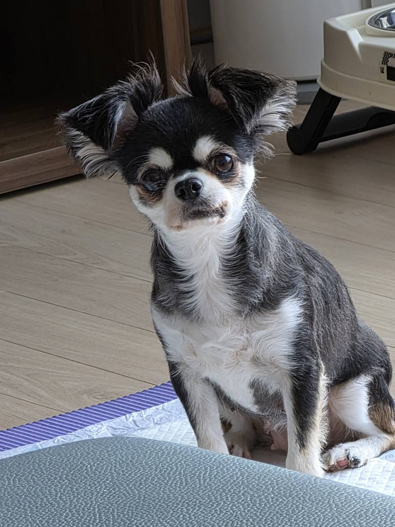 후추