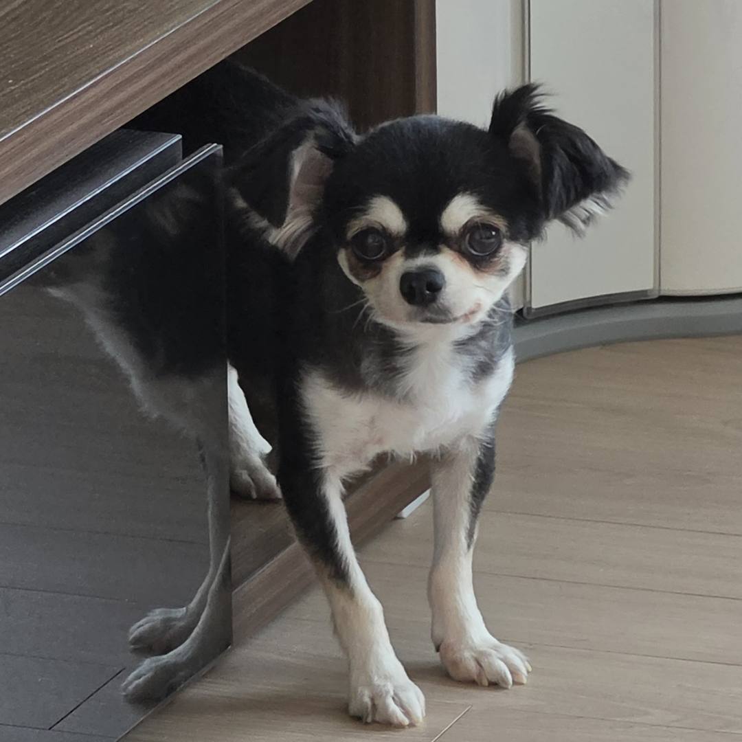 후추