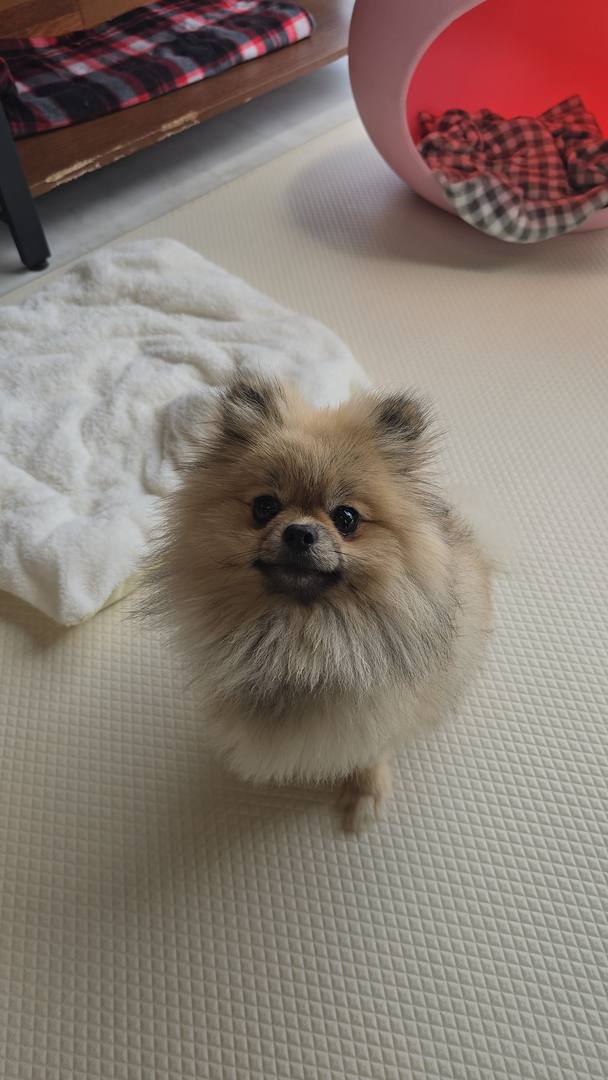 콩이