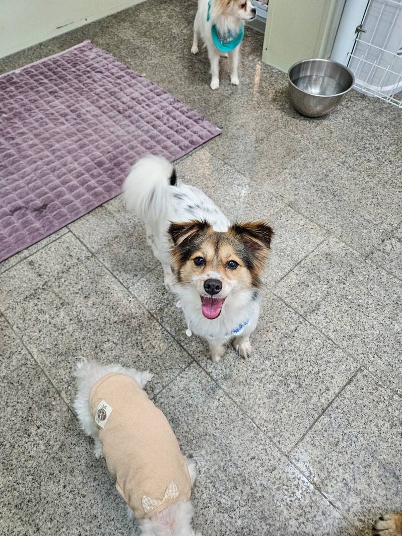 산타