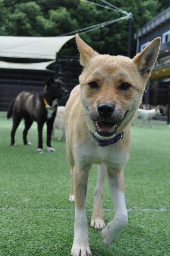 3.가보