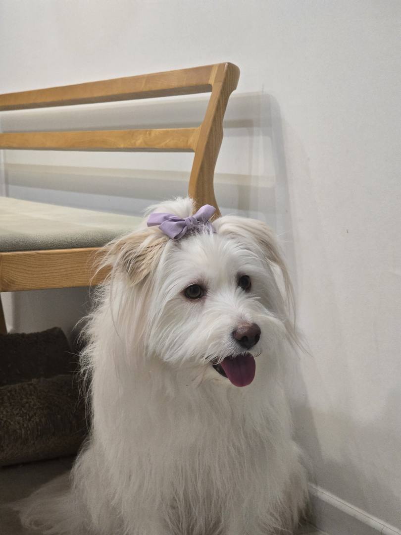 피오니
