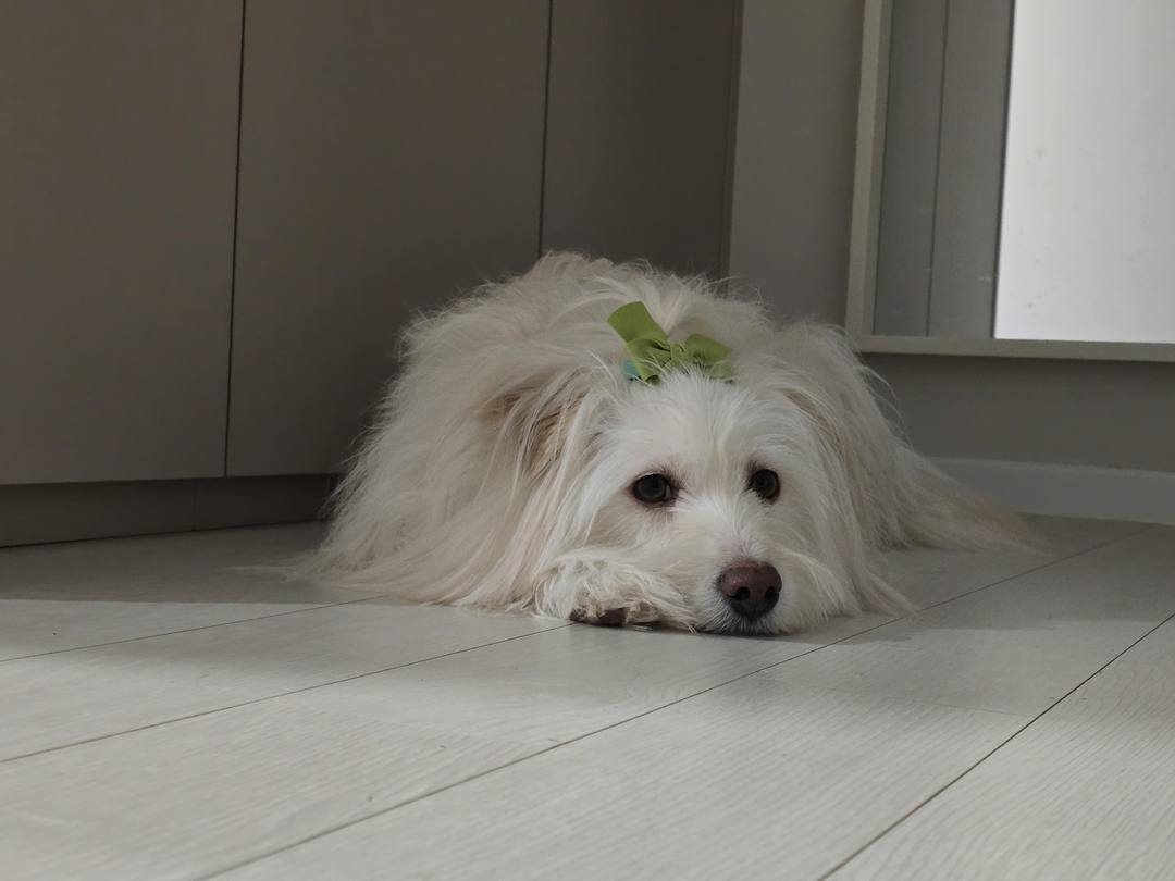 피오니