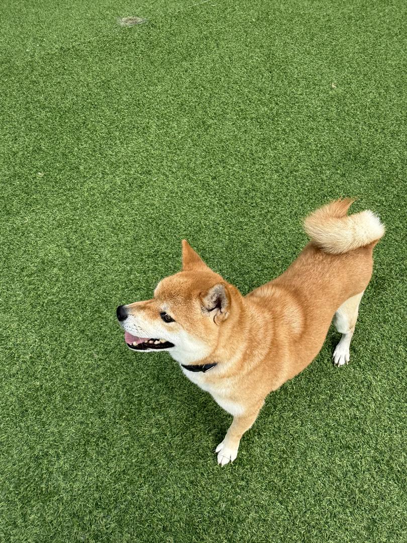 김포번식장)치돌