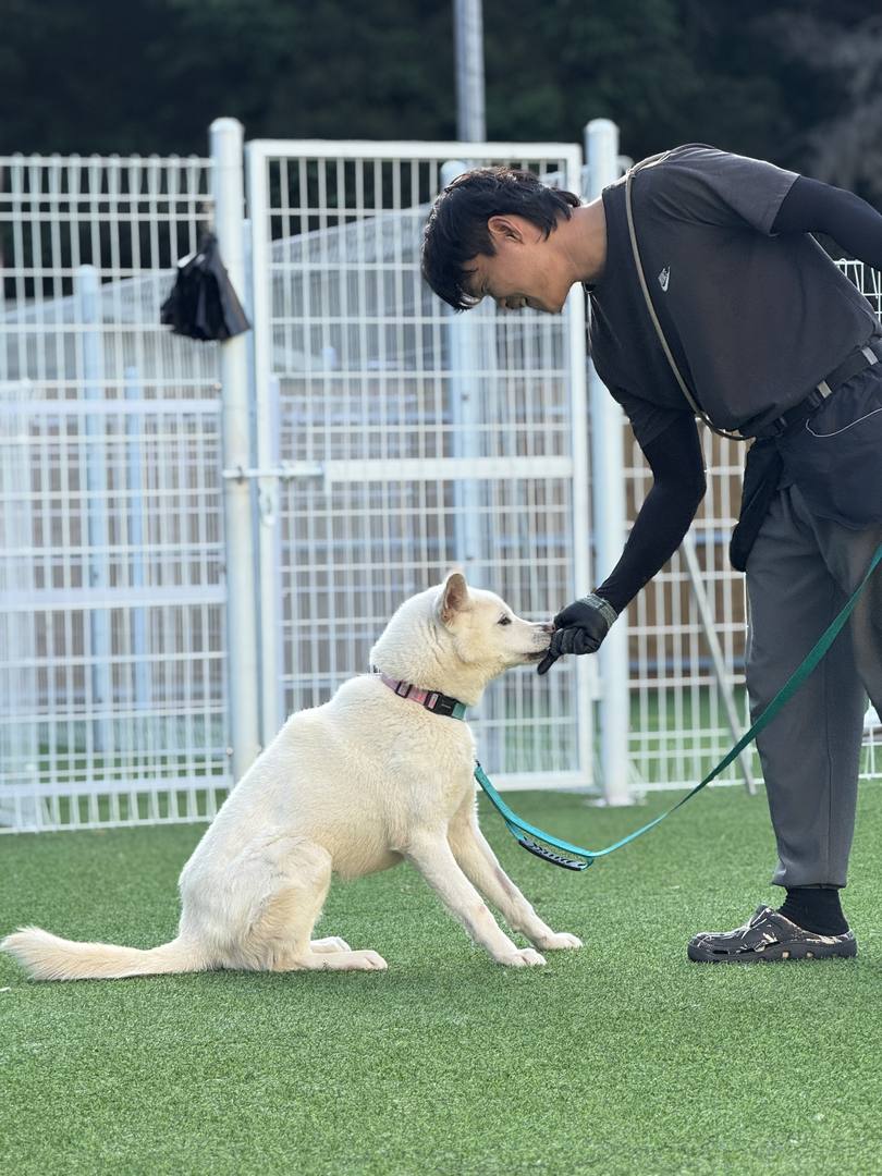 도영