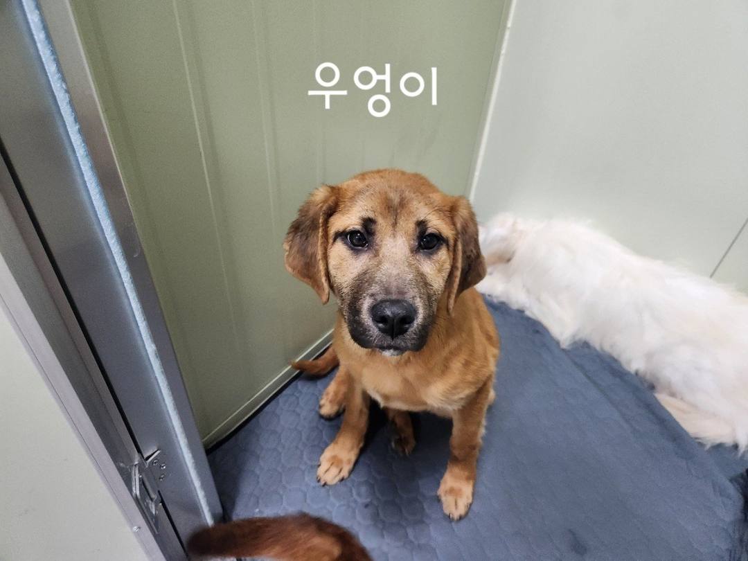 우엉